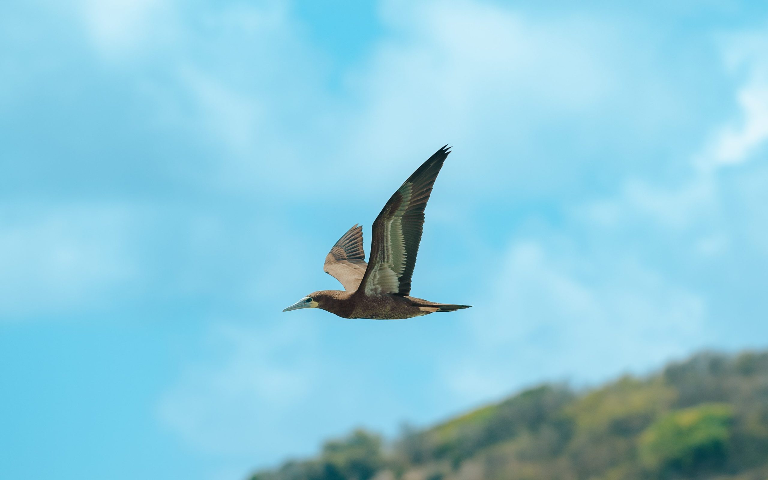 biodiversidade de Fernando de Noronha